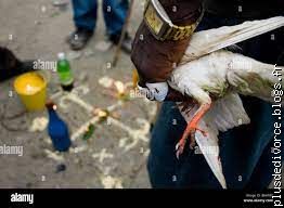 PUISSANT RITUEL DE RICHESSE DU PIGEONS BLANC